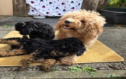 Cavapoo dogs for sale: Cavapoo puppies NEED HOME  - Image 7