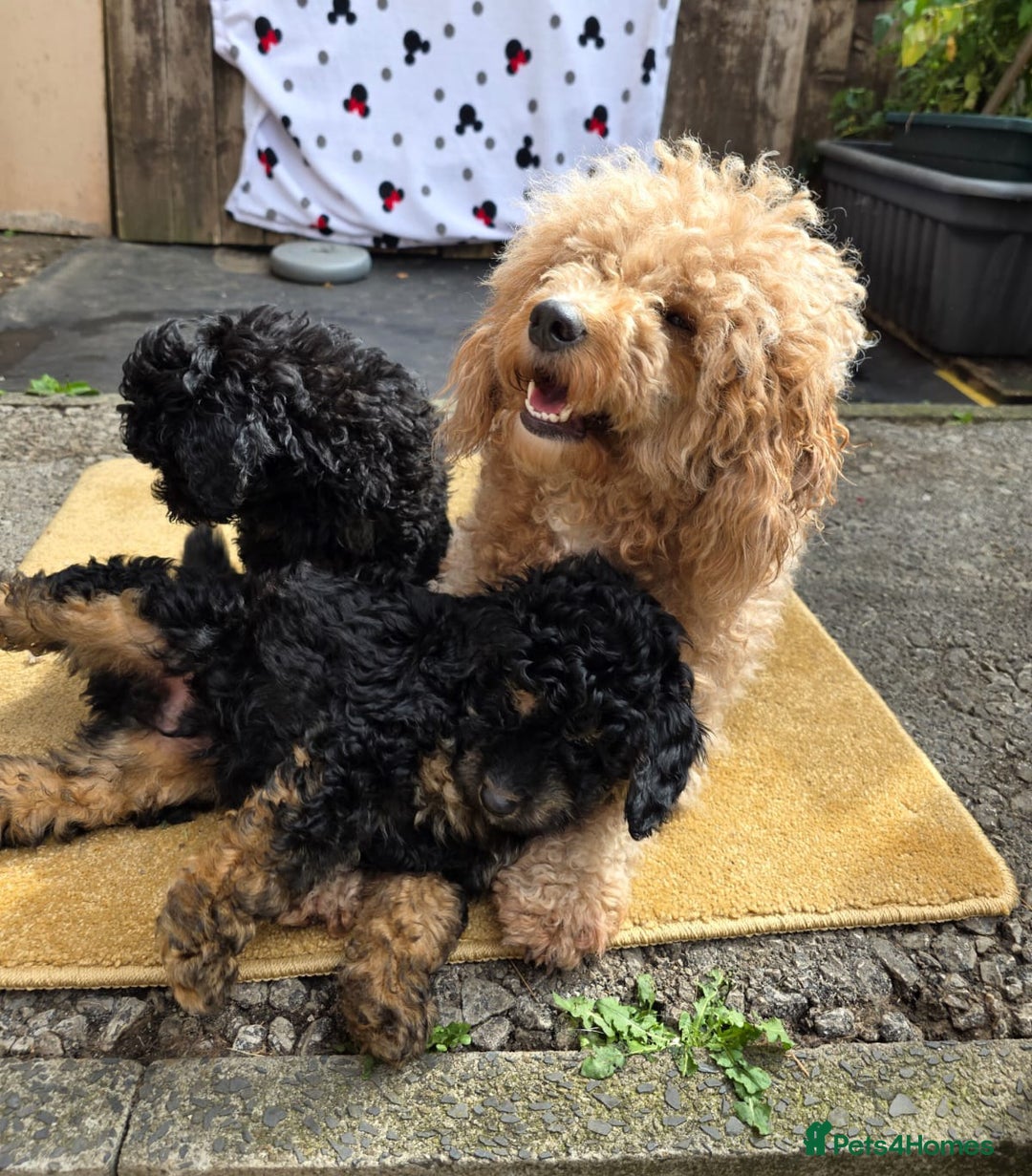 Cavapoo dogs for sale: Cavapoo puppies NEED HOME  - Image 7