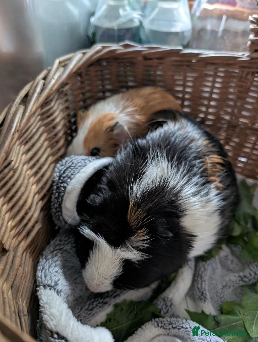 Guinea Pig rodents for sale: Bonded pair of female guinea pigs - Advert 3