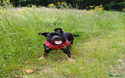 Rottweiler dogs for stud: Rottweiler cross for stud - Image 14