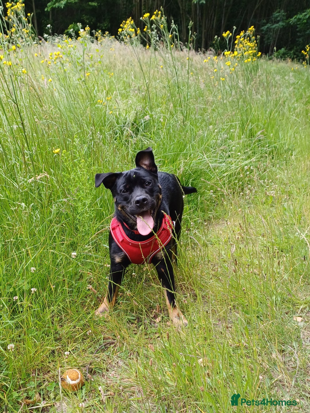 Rottweiler dogs for stud: Rottweiler cross for stud - Image 14