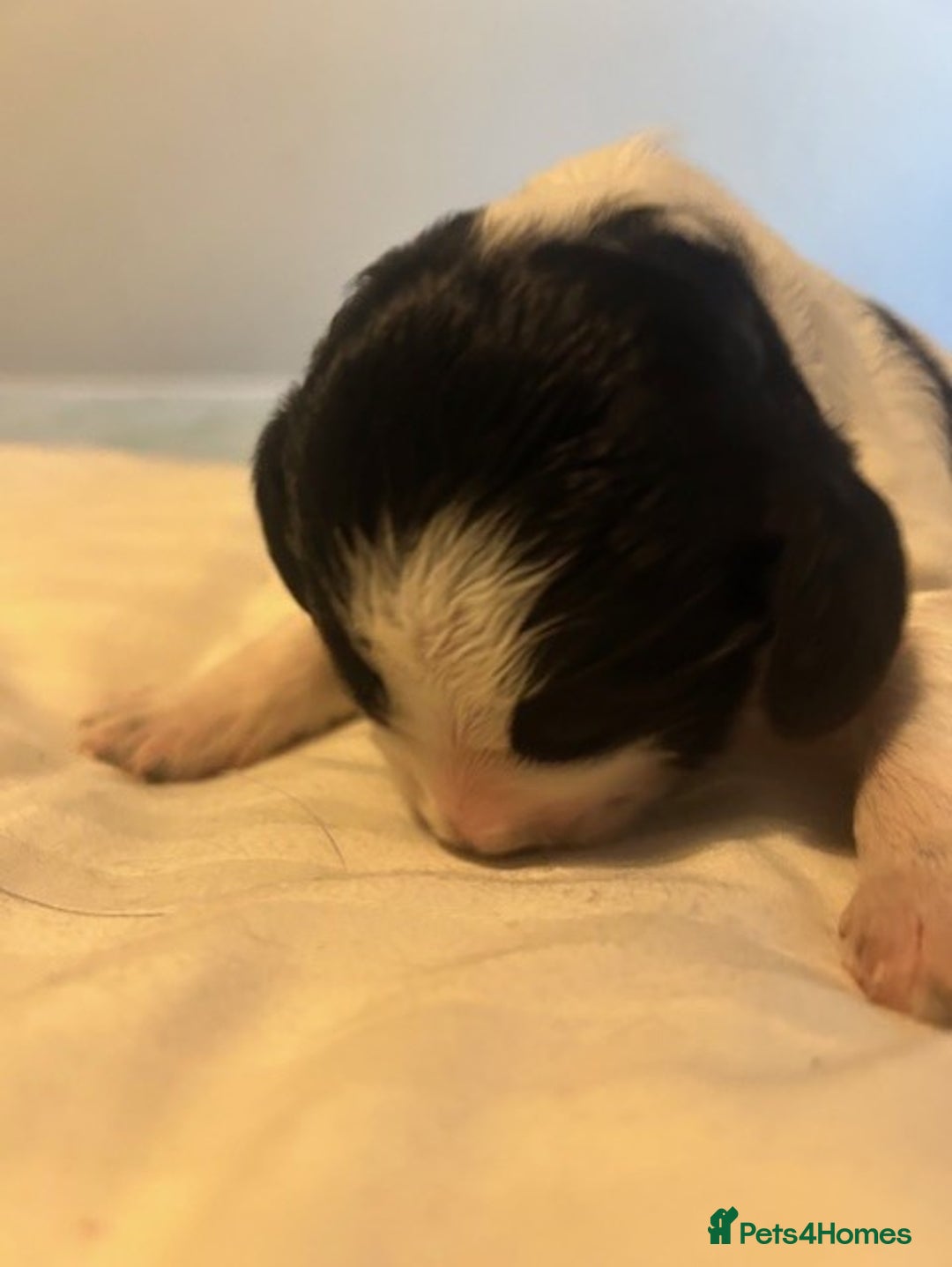 Cocker Spaniel dogs for sale: Working cocker spaniels for sale - Advert 4