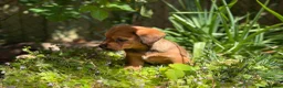 Mixed Breed dogs for sale: Exceptional Norfolk terrier x jrt pups ready now  - Advert 15