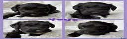 Miniature Schnauzer dogs for sale: BVA/MAC TESTED CLEAR - KC REG 2 BLACK GIRLS - Advert 3