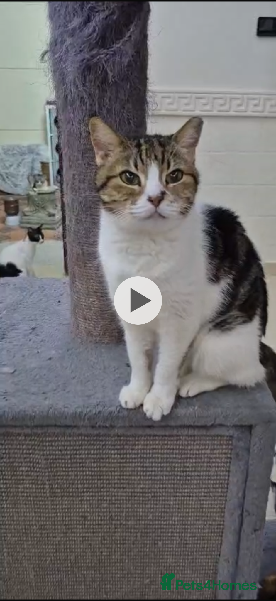 Mixed Breed cats Elizabeth  - Advert 1