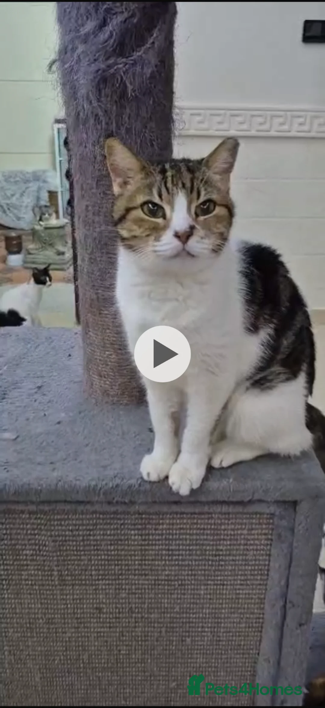 Mixed Breed cats for adoption: Elizabeth  - Advert 1