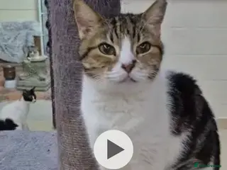 Mixed Breed cats Elizabeth - Advert 1