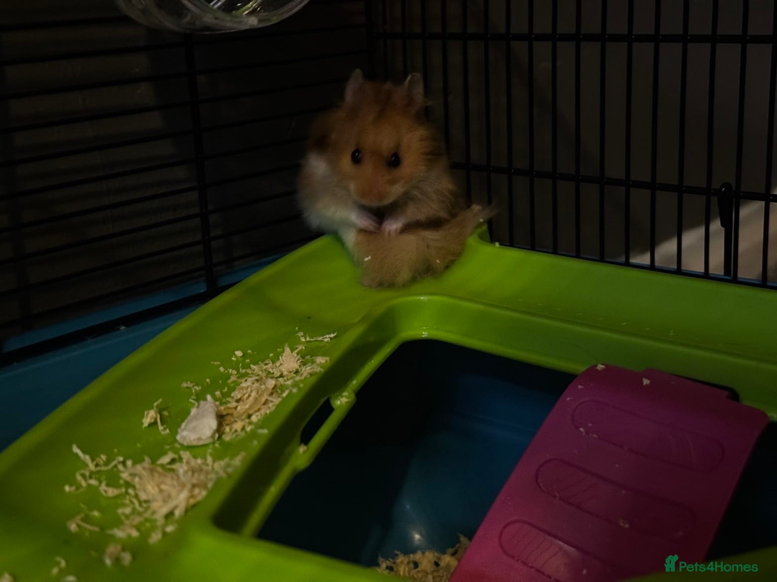 Hamster rodents Syrian hamster  - Advert 9