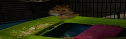 Hamster rodents for sale: Syrian hamster  in Derby - Advert 1