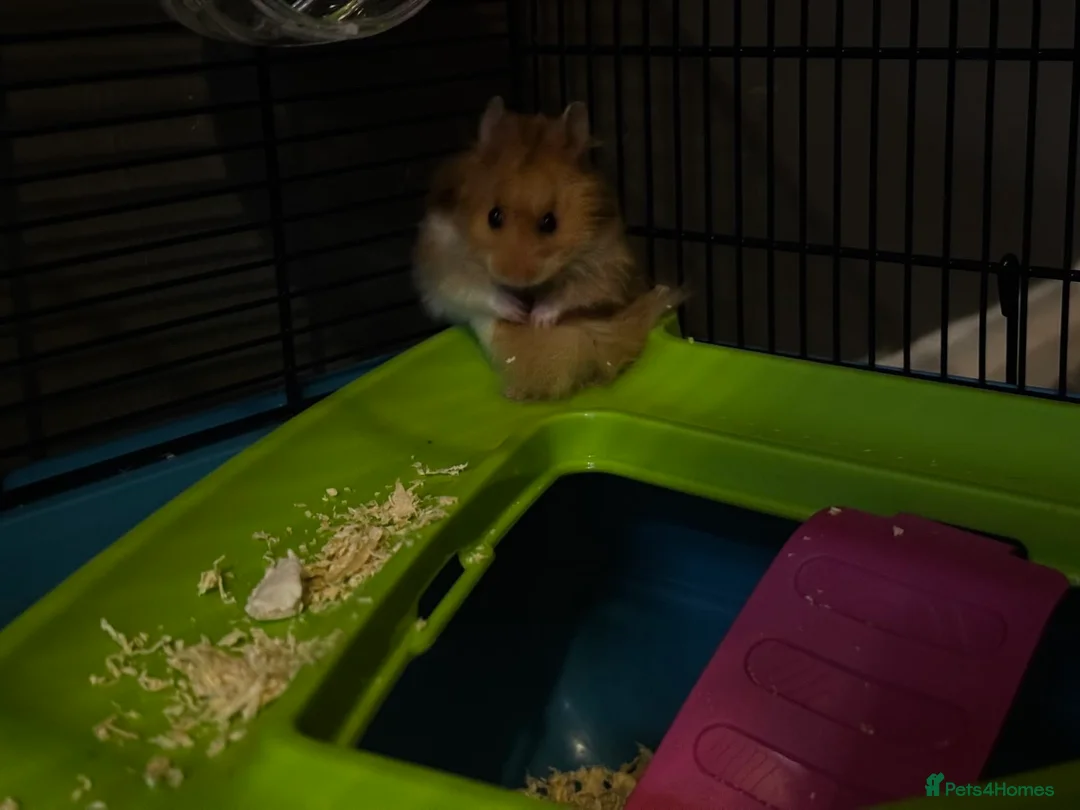 Hamster rodents for sale: Syrian hamster  in Derby - Advert 1