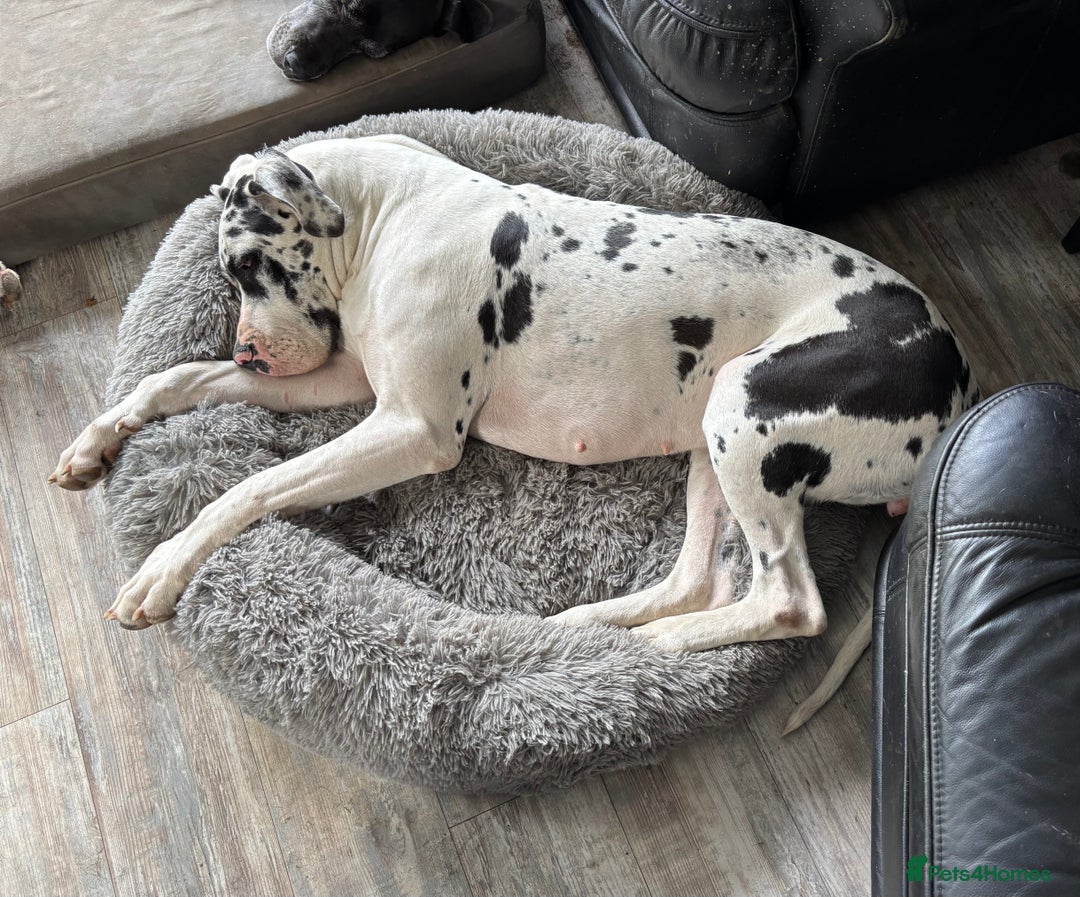 Great Dane dogs for sale: 20 month old Harlequin Dane KC reg  - Image 5
