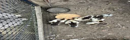 Ducks poultry for sale: Muscovy ducklings  - Advert 2