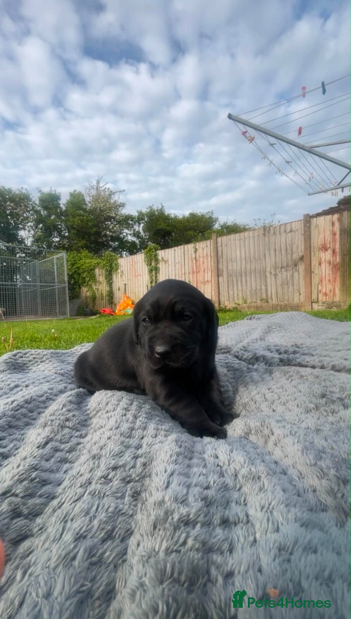 Labrador Retriever dogs Gamekeeper-bred Labrador puppies available - Advert 1