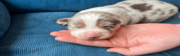 Border Collie dogs for sale: ISDS/KC Border Collie puppies for sale  in Saint Austell - Advert 15