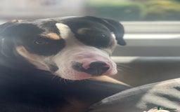 Mixed Breed dogs for sale: Beautiful boy Jax  - Image 3