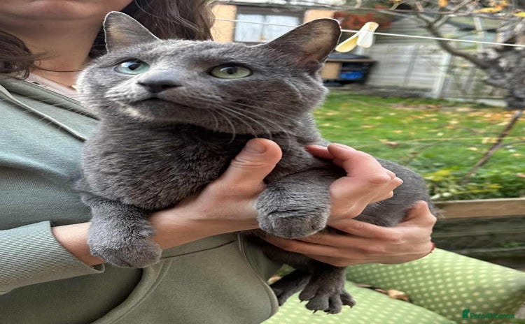 Russian Blue cats Purebred Russian Blue, GCCF-registered - Advert 12