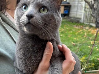 Russian Blue cats Purebred Russian Blue, GCCF-registered - Advert 1