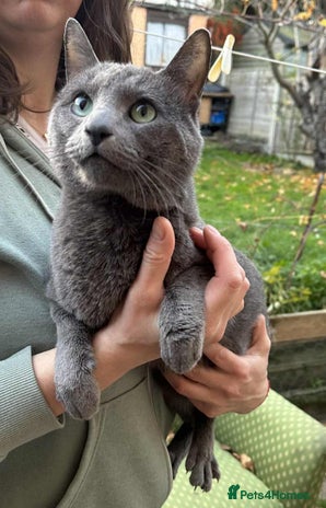 Russian Blue cats Purebred Russian Blue, GCCF-registered - Advert 12