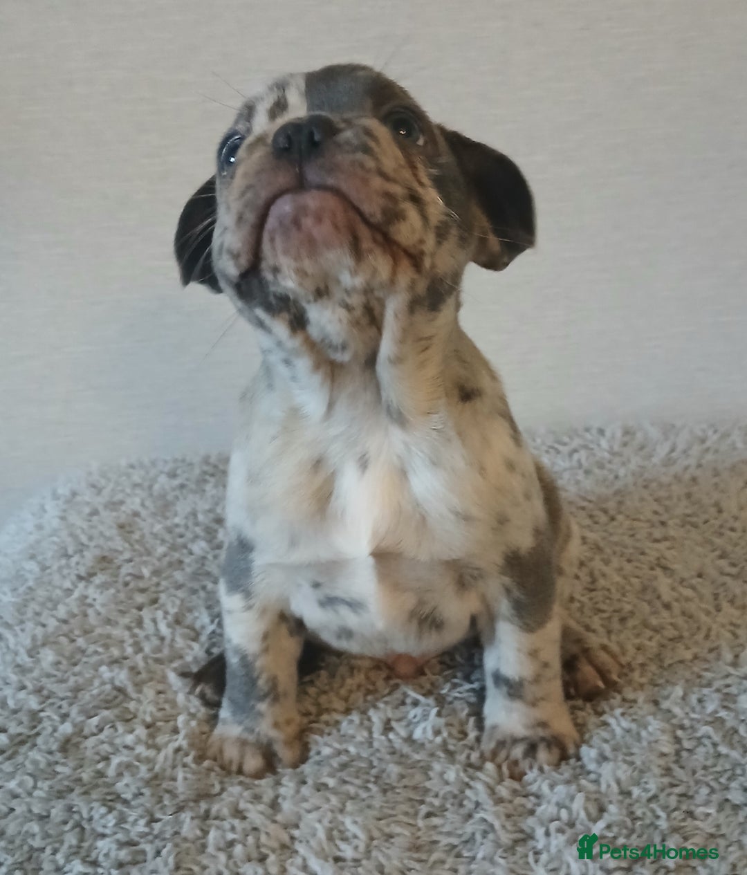 French Bulldog dogs for sale: French Bulldog Merles carrying fluffy ready to go. - Advert 3