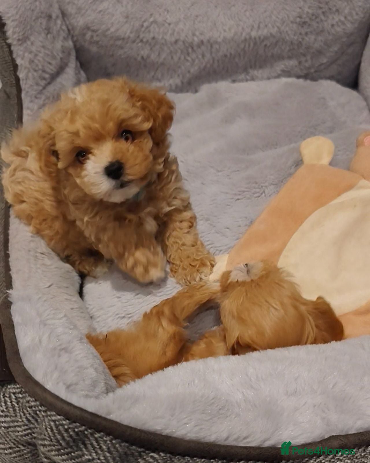 Maltipoo dogs Beautiful Very Tiny F1B maltipoos - Advert 18