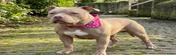 Staffordshire Bull Terrier dogs for sale: Female Puppy Pocket Bully - Keke - Advert 1