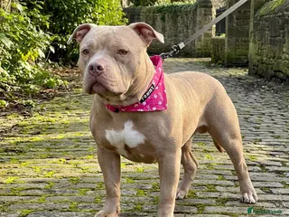 Staffordshire Bull Terrier dogs Female Puppy Pocket Bully - Keke - Advert 1