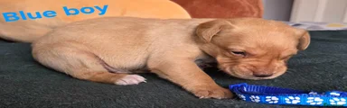 Labrador Retriever Puppy 1