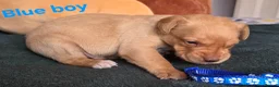 Labrador Retriever dogs for sale: 3 puppies available field trial champs. bloodline - Advert 28