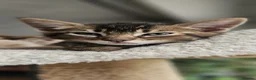 Mixed Breed cats for sale: Abesynian x Bengal. - Advert 15