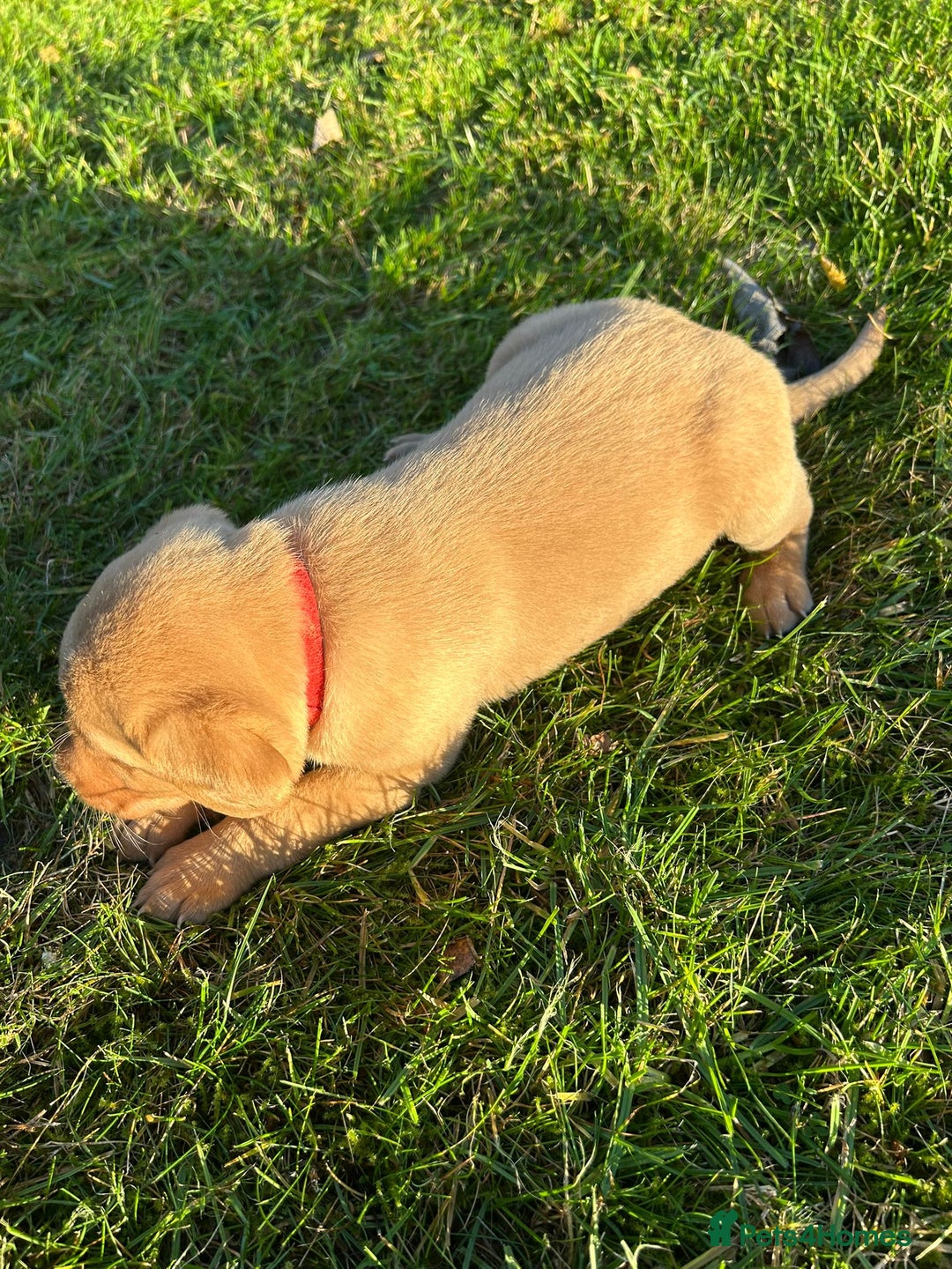 Labrador Retriever dogs for sale: Fox Red Labrador Puppies for Sale - Advert 5
