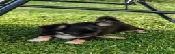 Chihuahua dogs for sale: Stunning apple dome head long coat black tri boy  in Dronfield - Advert 5