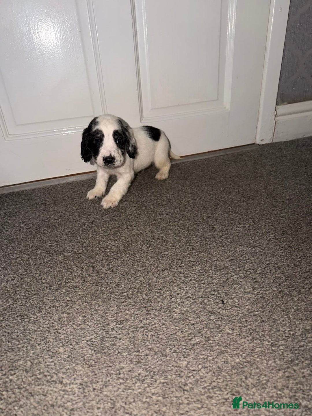 Cocker Spaniel dogs for sale: Cocker spaniel pups   - Advert 10