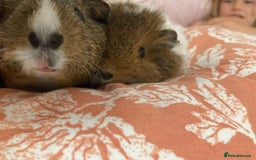 Guinea Pig rodents for sale: Two beautiful female Guineapigs Teddy and agouti - Image 5