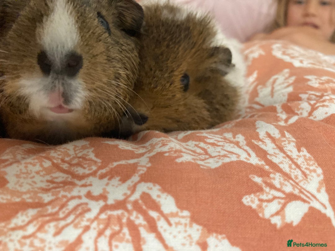 Guinea Pig rodents for sale: Two beautiful female Guineapigs Teddy and agouti - Image 5