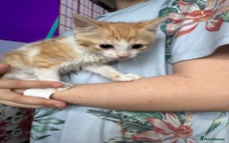 Mixed Breed cats for sale: 6 mixed kittens - Image 1