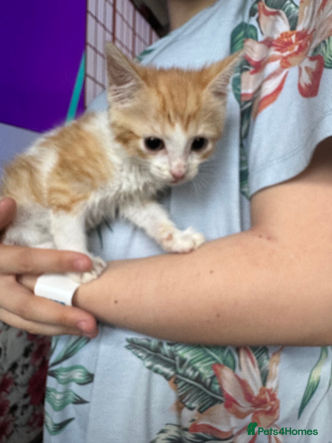 Mixed Breed cats for sale: 6 mixed kittens - Image 1
