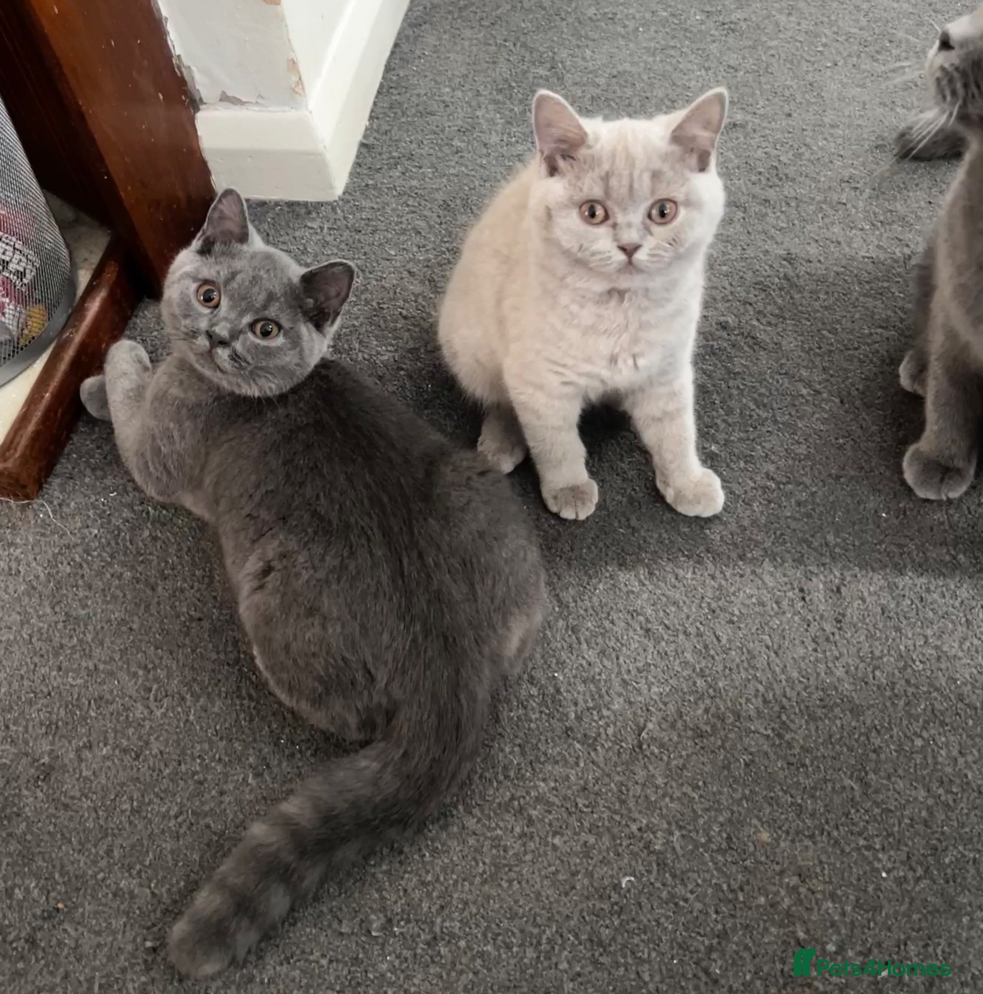 British Shorthair cats Two British shorthair boy and girl - Advert 1