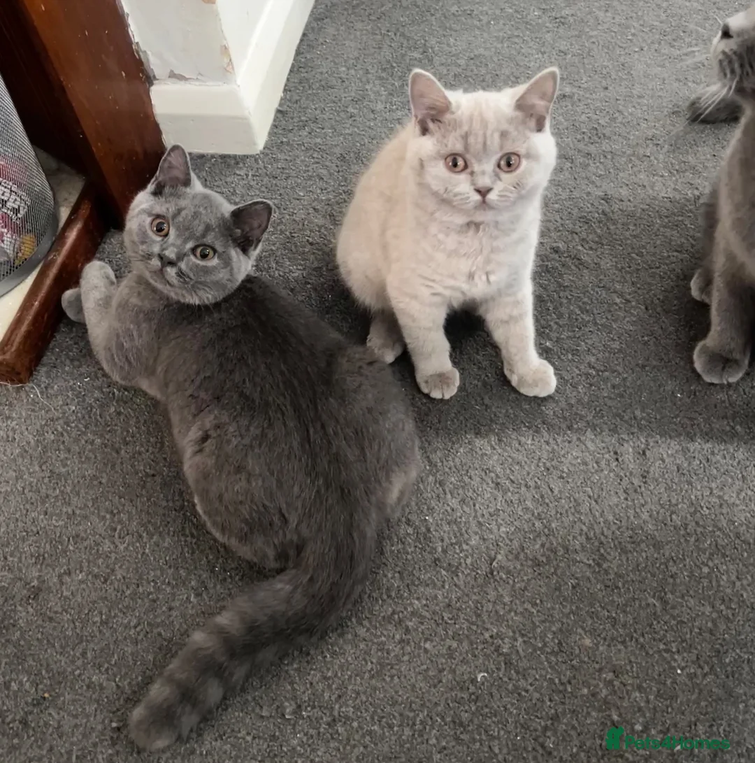 British Shorthair cats for sale: Two British shorthair boy and girl - Advert 1