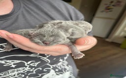 British Shorthair cats for sale: GCCF Due! British Shorthair Kittens in Salford - Image 1