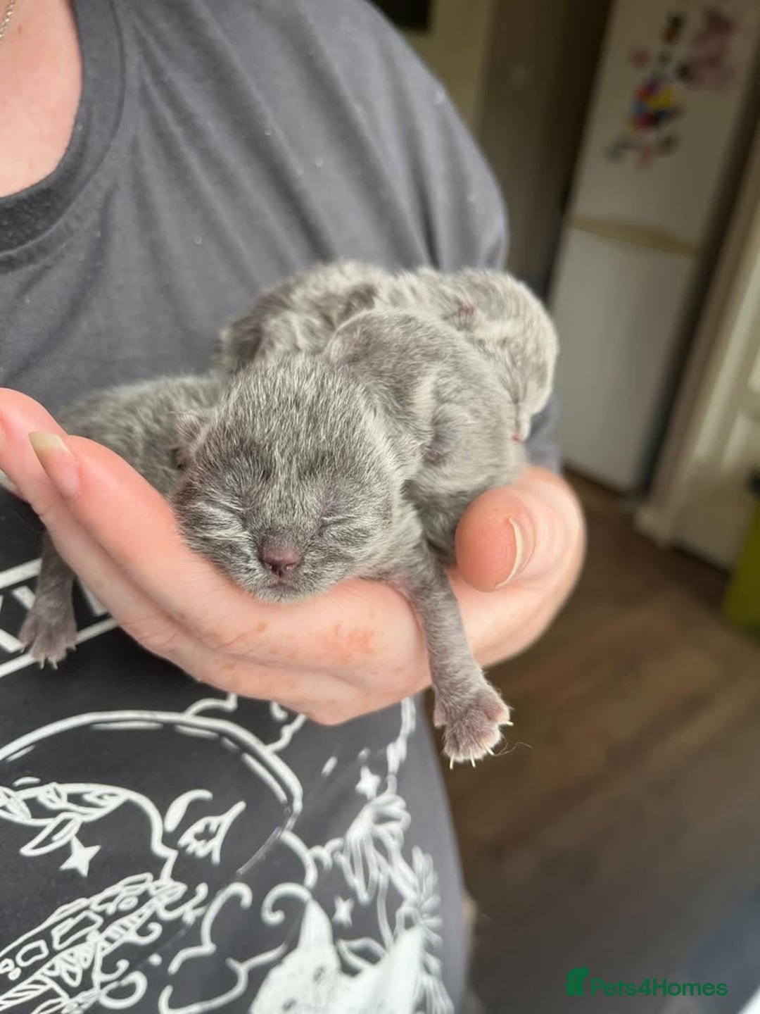 British Shorthair cats for sale: GCCF Due! British Shorthair Kittens in Salford - Image 1