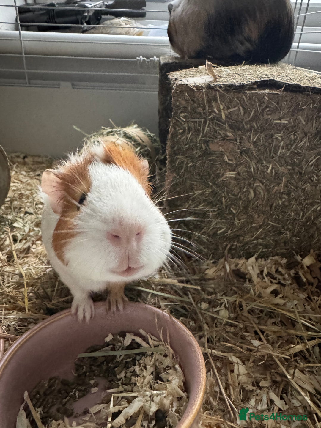Guinea Pig rodents for sale: 2 guinea pigs for sale  - Advert 4