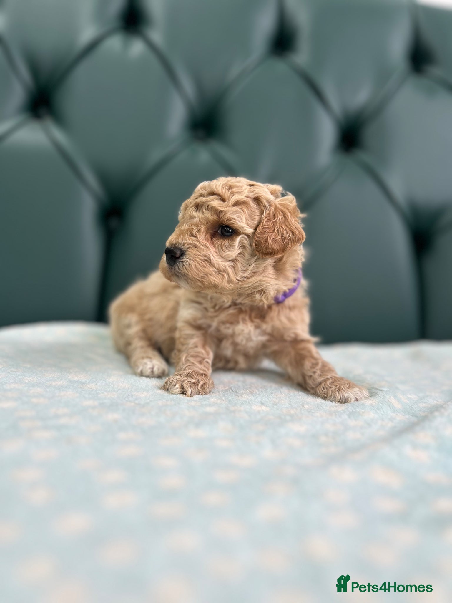 Poochon dogs for sale: 5⭐️ Licensed. Health tested Poochons - Advert 10