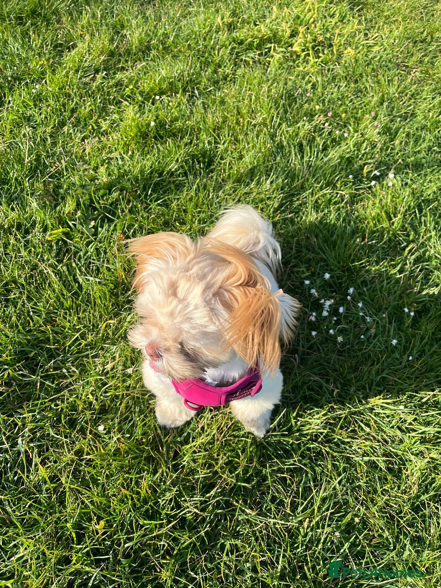 Shih Tzu dogs for sale: 8 month old Lilac Shih Tzu  in Broadstairs - Advert 6