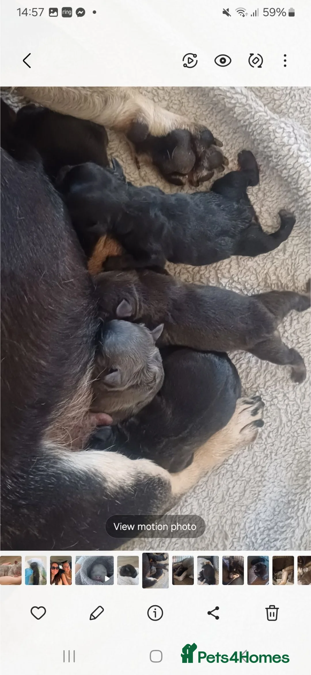 French Bulldog dogs for sale: Ready now, quality French Bulldog Puppies  - Advert 2