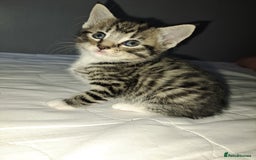 Mixed Breed cats for sale: Kittens - Image 8
