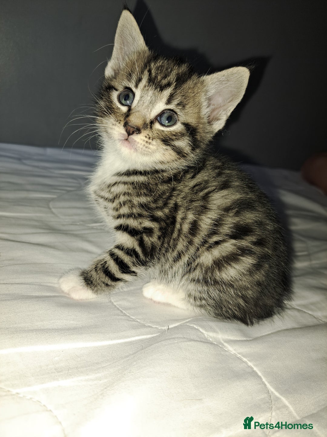 Mixed Breed cats for sale: Kittens - Image 8