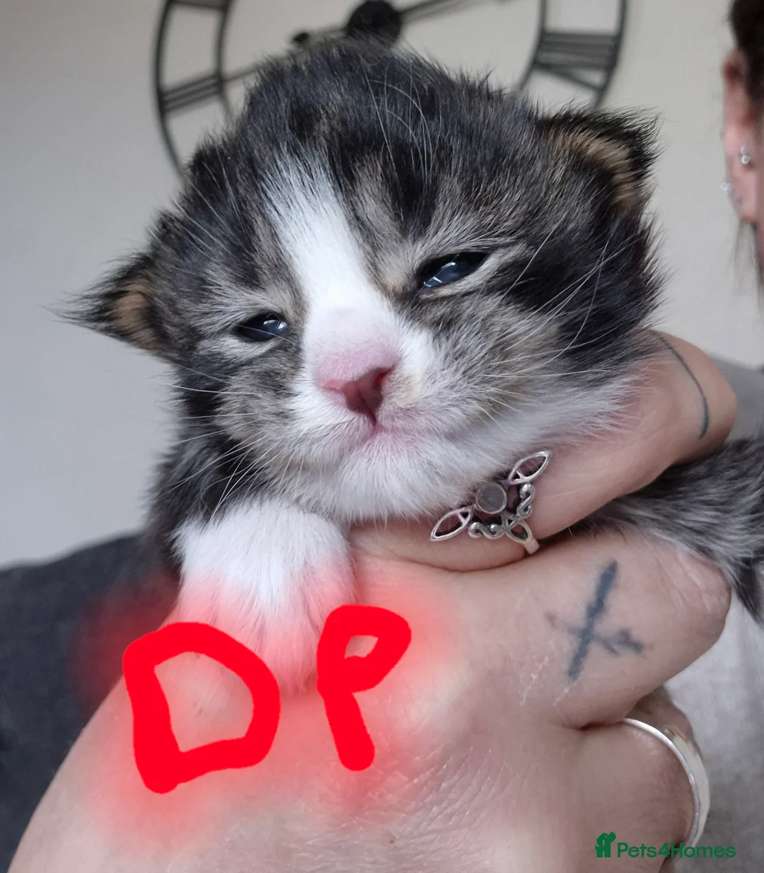 Maine Coon cats for sale: Mainecoon kittens in Lockerbie - Advert 2