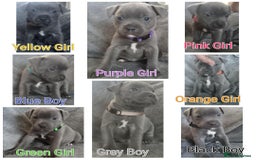 Staffordshire Bull Terrier dogs for sale: Blue Staffs Puppies - Image 1