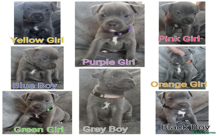 Staffordshire Bull Terrier dogs - Advert 8