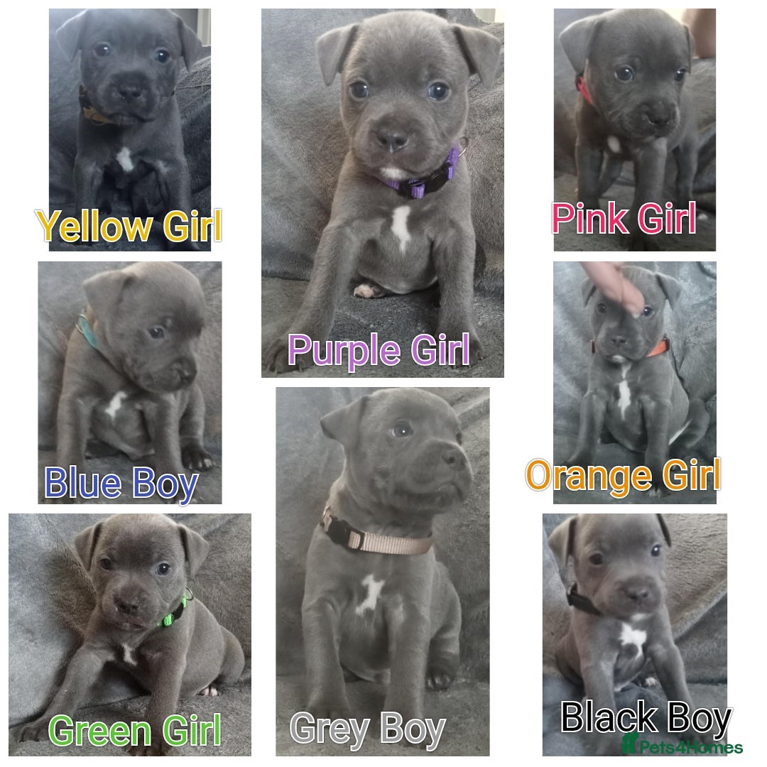 Staffordshire Bull Terrier dogs for sale: Blue Staffs Puppies - Image 1